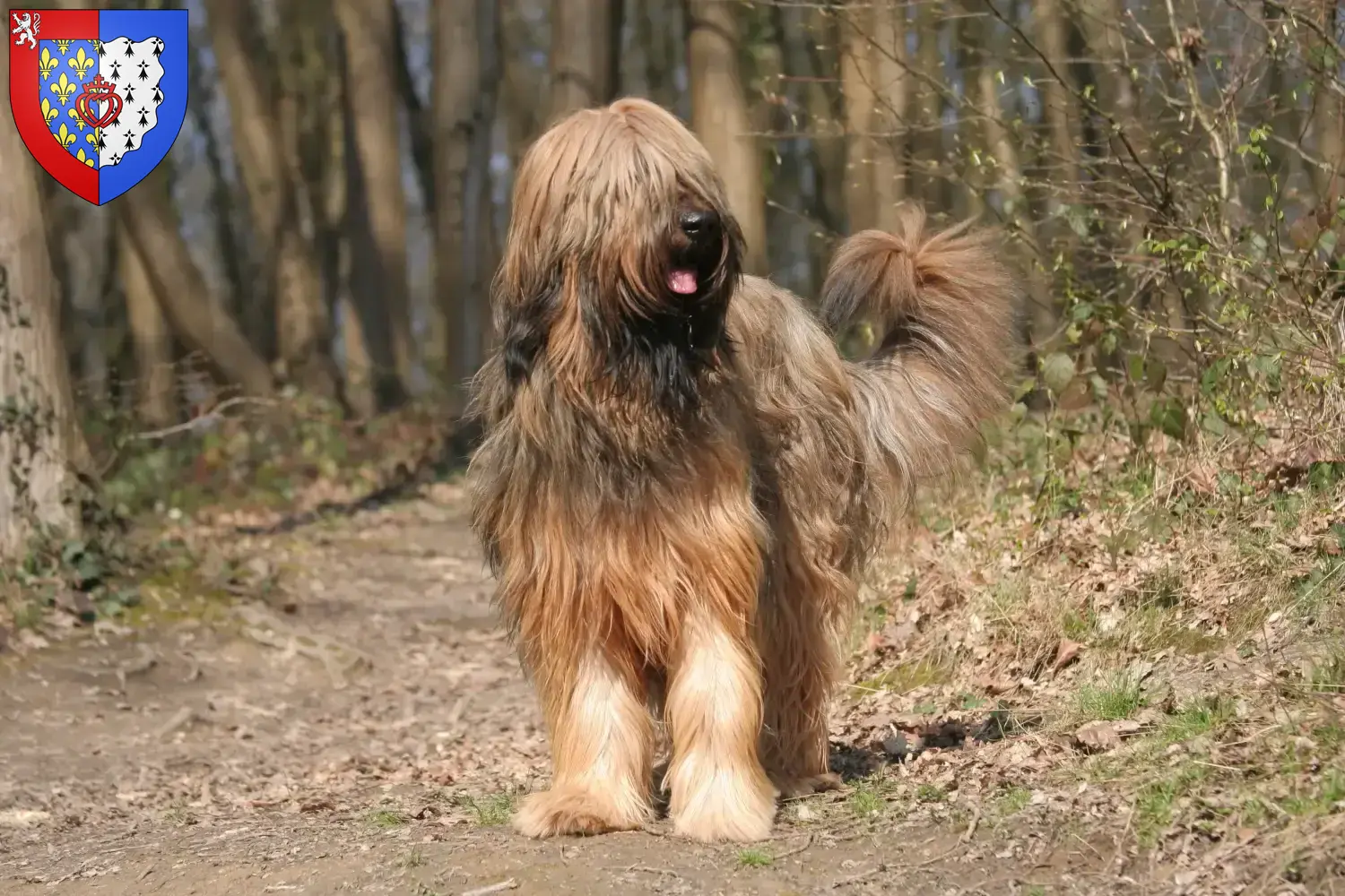 Briard Welpen und Züchter Pays de la Loire Hier findest Du Briards Züchter in Pays de la Loire.