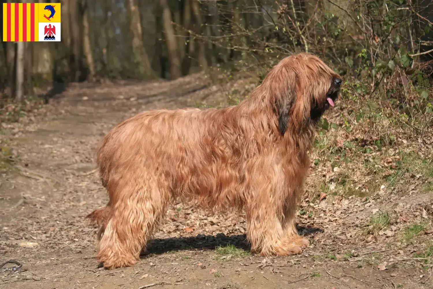 Briard Welpen und Züchter Provence-Alpes-Côte d’Azur Hier findest Du Briards Züchter in der Provence-Alpes-Côte d’Azur.
