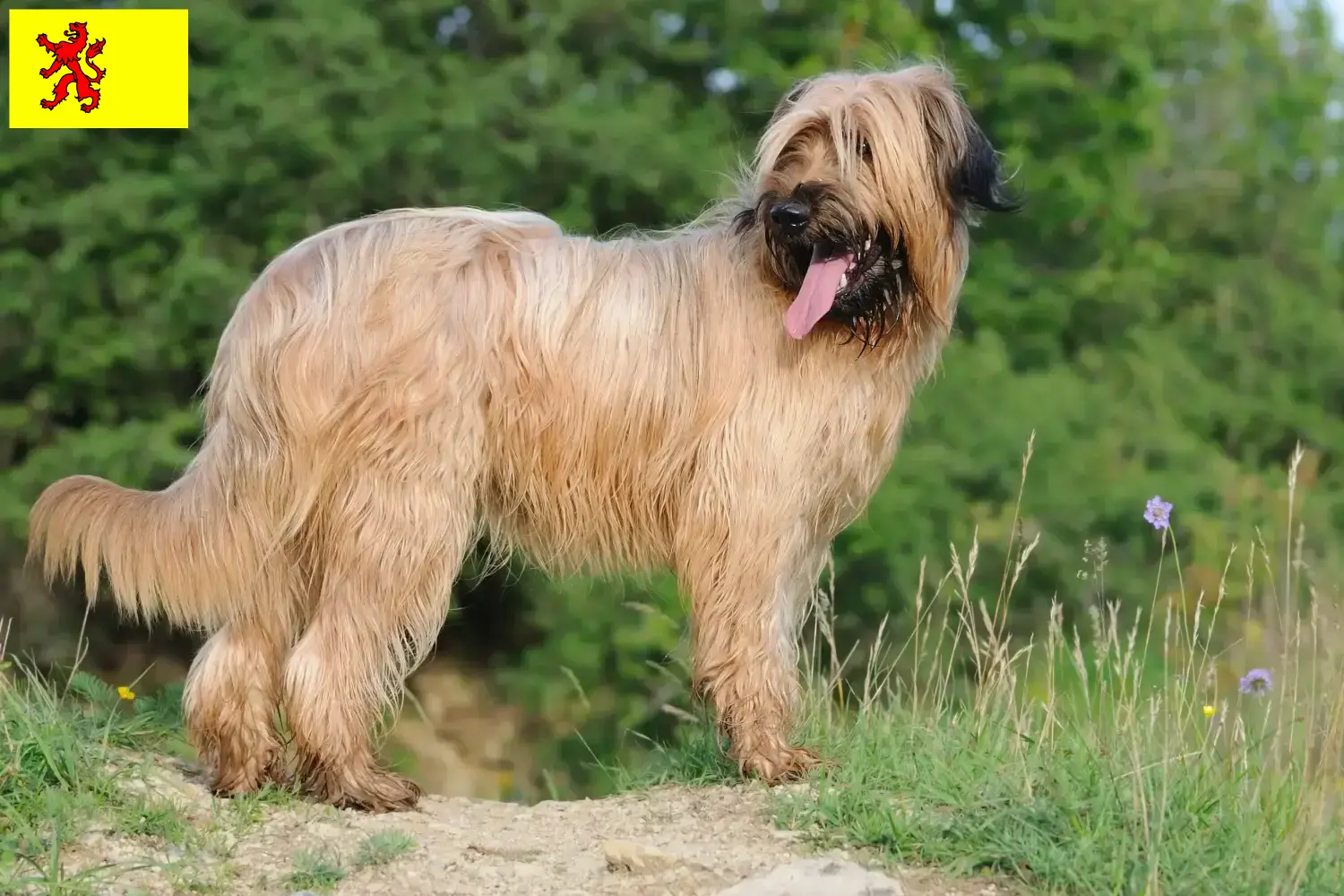 Briard Welpen und Züchter Südholland Hier findest Du Briards Züchter in Südholland.