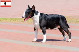 Mehr über den Artikel erfahren Bull Terrier Züchter und Welpen in Berlin