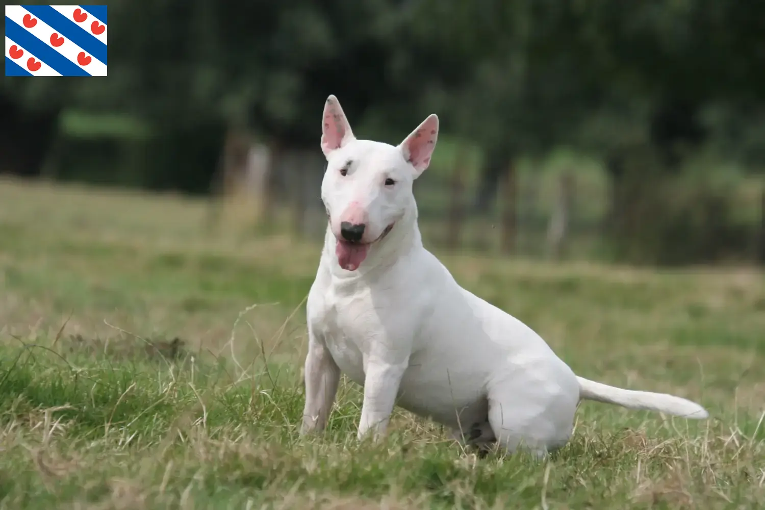 Bull Terrier Welpen und Züchter Friesland Hier findest Du Bull Terrier Züchter in Friesland.