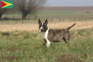 Mehr über den Artikel erfahren Bull Terrier Züchter und Welpen in Guyana
