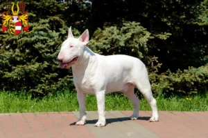 Mehr über den Artikel erfahren Bull Terrier Züchter und Welpen in Kärnten
