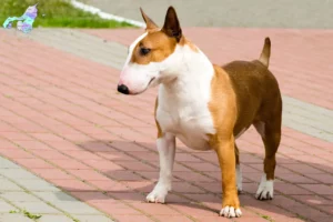 Mehr über den Artikel erfahren Bull Terrier Züchter und Welpen in Nordjylland