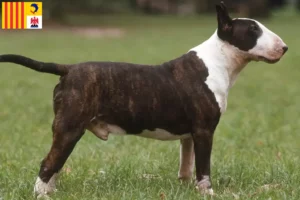 Mehr über den Artikel erfahren Bull Terrier Züchter und Welpen in der Provence-Alpes-Côte d’Azur