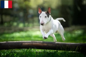 Mehr über den Artikel erfahren Bull Terrier Züchter und Welpen auf Réunion
