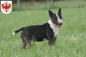 Mehr über den Artikel erfahren Bull Terrier Züchter und Welpen in Tirol