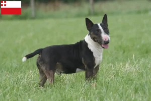 Mehr über den Artikel erfahren Bull Terrier Züchter und Welpen in Utrecht