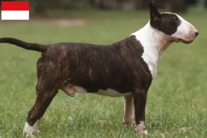 Mehr über den Artikel erfahren Bull Terrier Züchter und Welpen in Wien