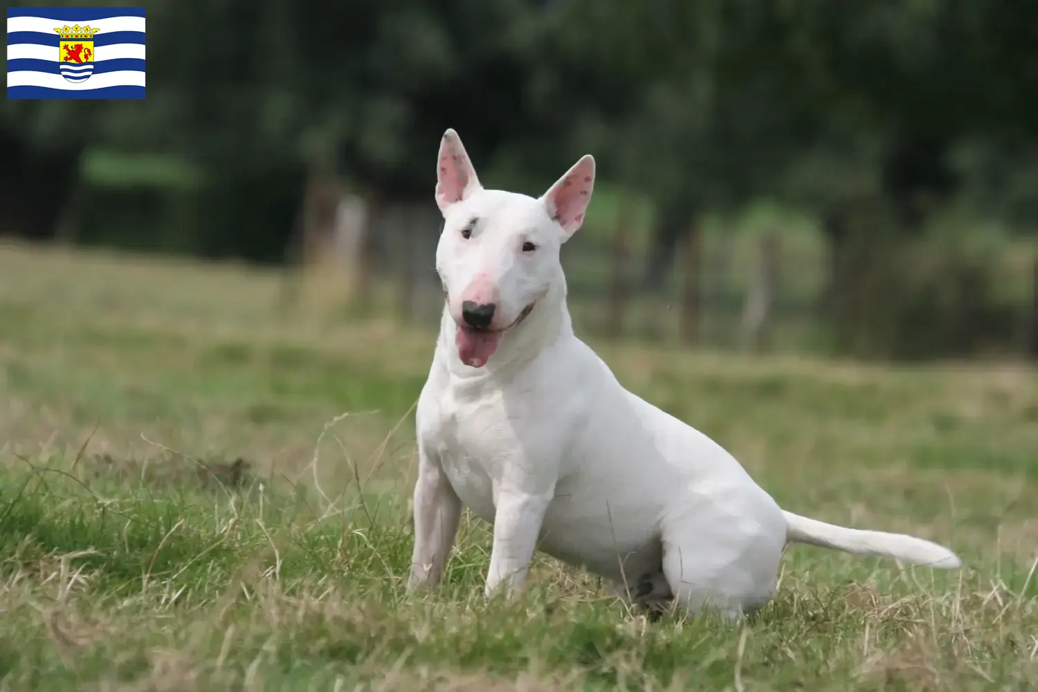 Bull Terrier Welpen und Züchter Zeeland Hier findest Du Bull Terrier Züchter in Zeeland.