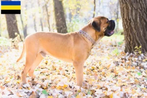 Mehr über den Artikel erfahren Bullmastiff Züchter und Welpen in Gelderland