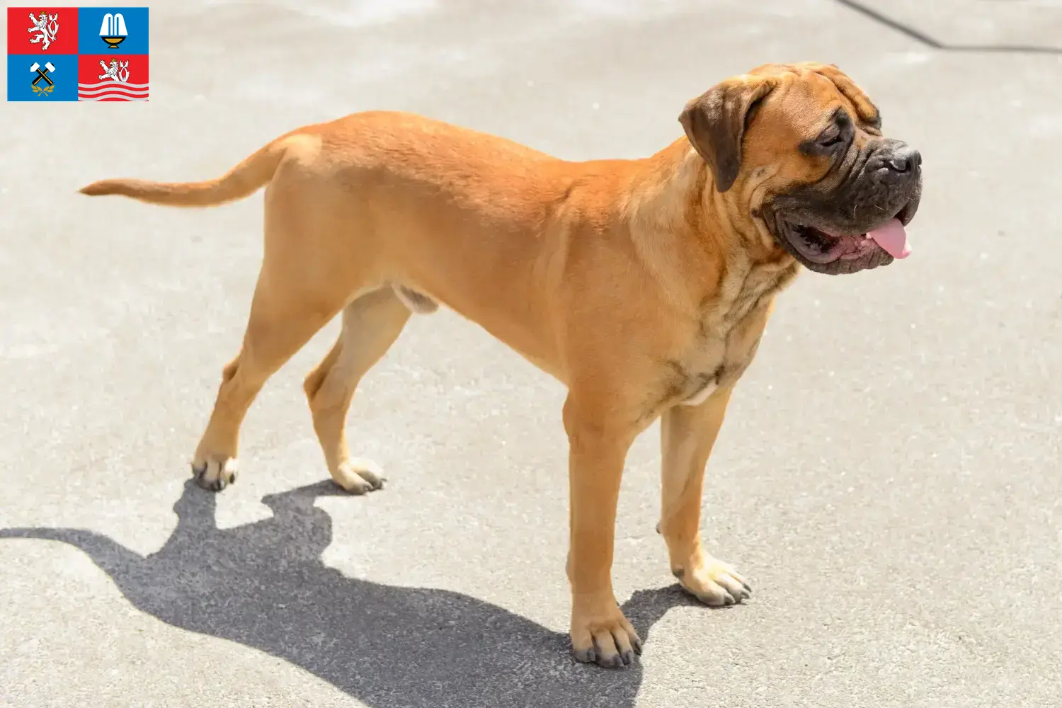 Bullmastiff Welpen und Züchter Karlsbad Hier findest Du Bullmastiffs Züchter in Karlsbad.