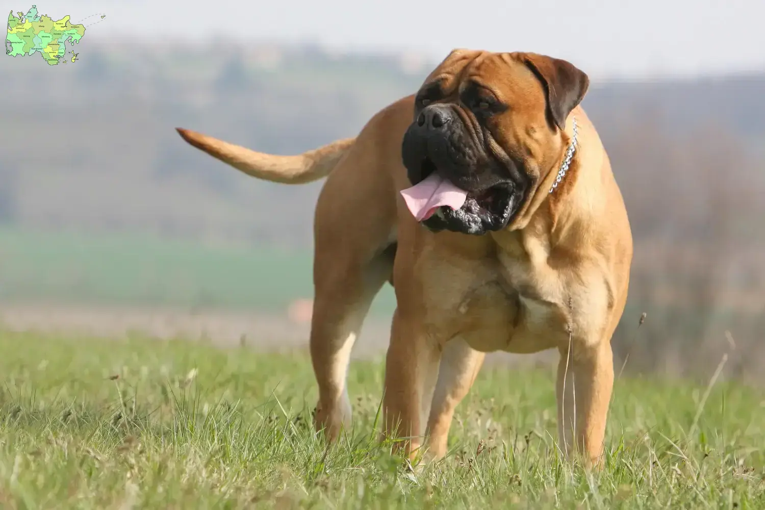 Bullmastiff Welpen und Züchter Midtjylland Hier findest Du Bullmastiffs Züchter in Midtjylland.