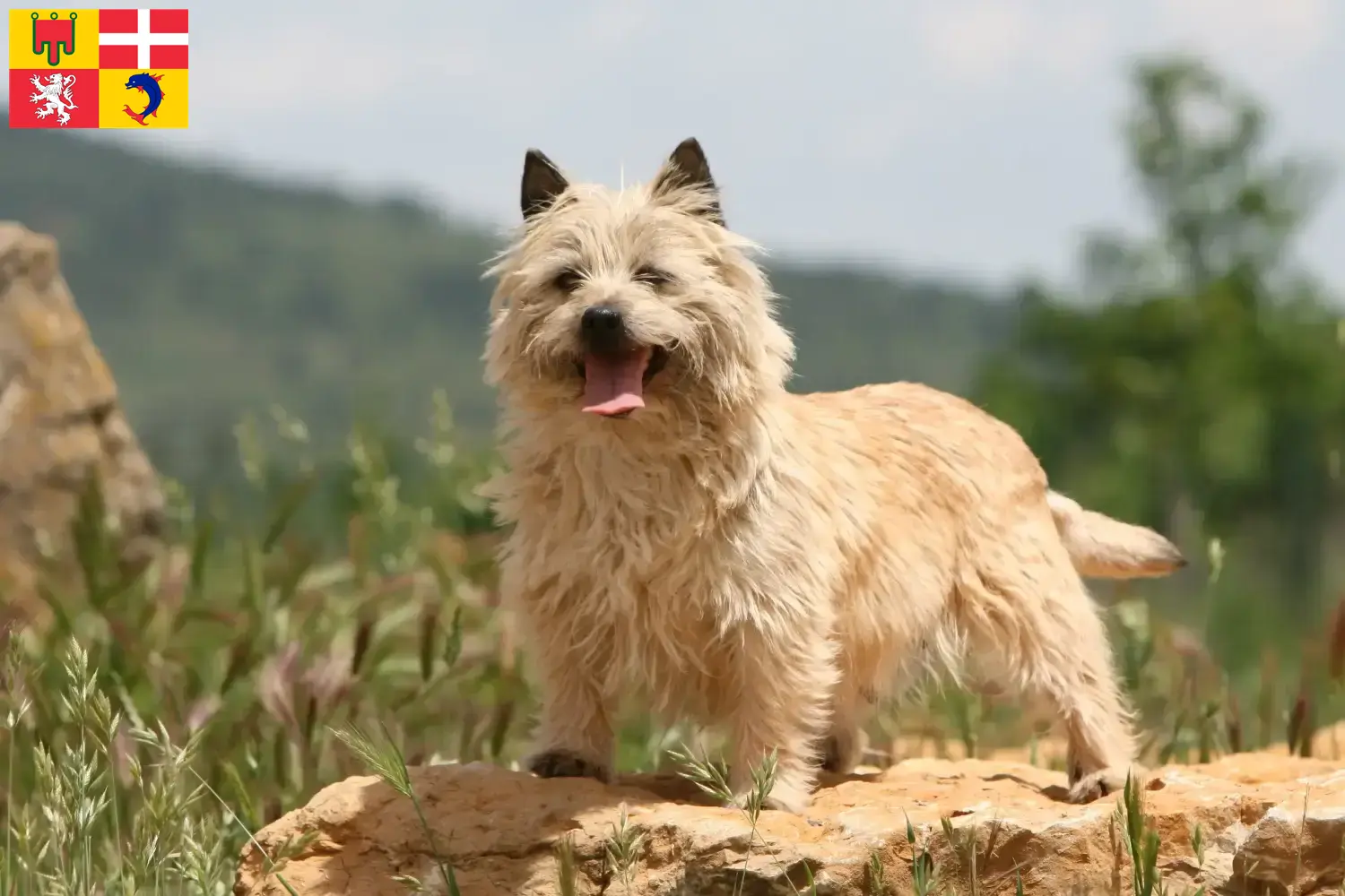 Cairn Terrier Welpen und Züchter Auvergne-Rhône-Alpes Hier findest Du Cairn Terrier Züchter in Auvergne-Rhône-Alpes.