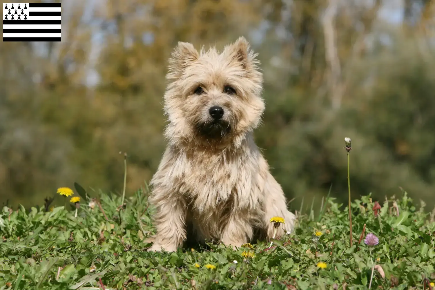 Cairn Terrier Welpen und Züchter Bretagne Hier findest Du Cairn Terrier Züchter in der Bretagne .