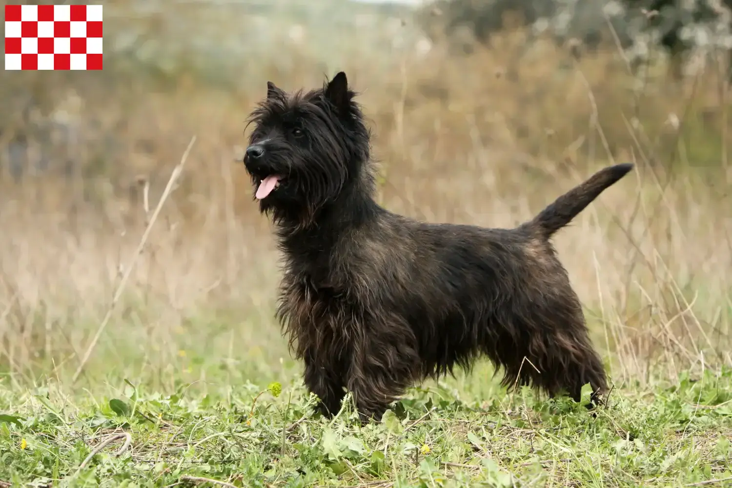 Cairn Terrier Welpen und Züchter Nordbrabant Hier findest Du Cairn Terrier Züchter in Nordbrabant.