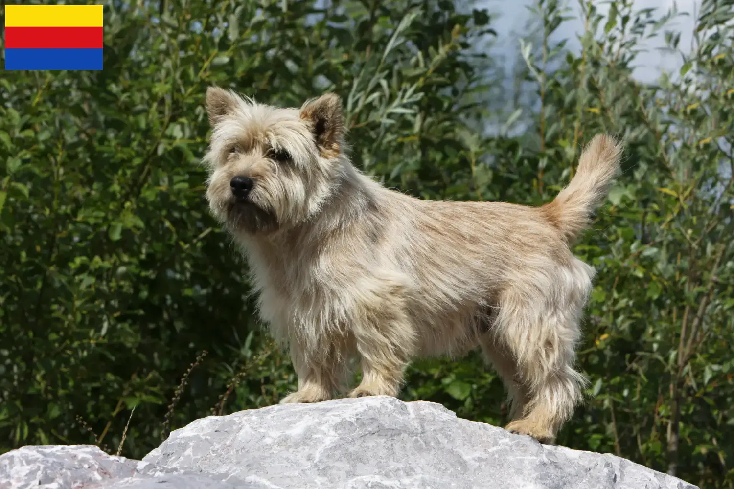 Cairn Terrier Welpen und Züchter Nordholland Hier findest Du Cairn Terrier Züchter in Nordholland.