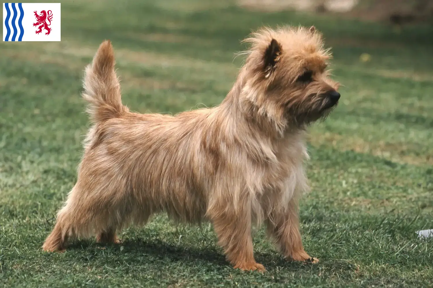 Cairn Terrier Welpen und Züchter Nouvelle-Aquitaine Hier findest Du Cairn Terrier Züchter in Nouvelle-Aquitaine.