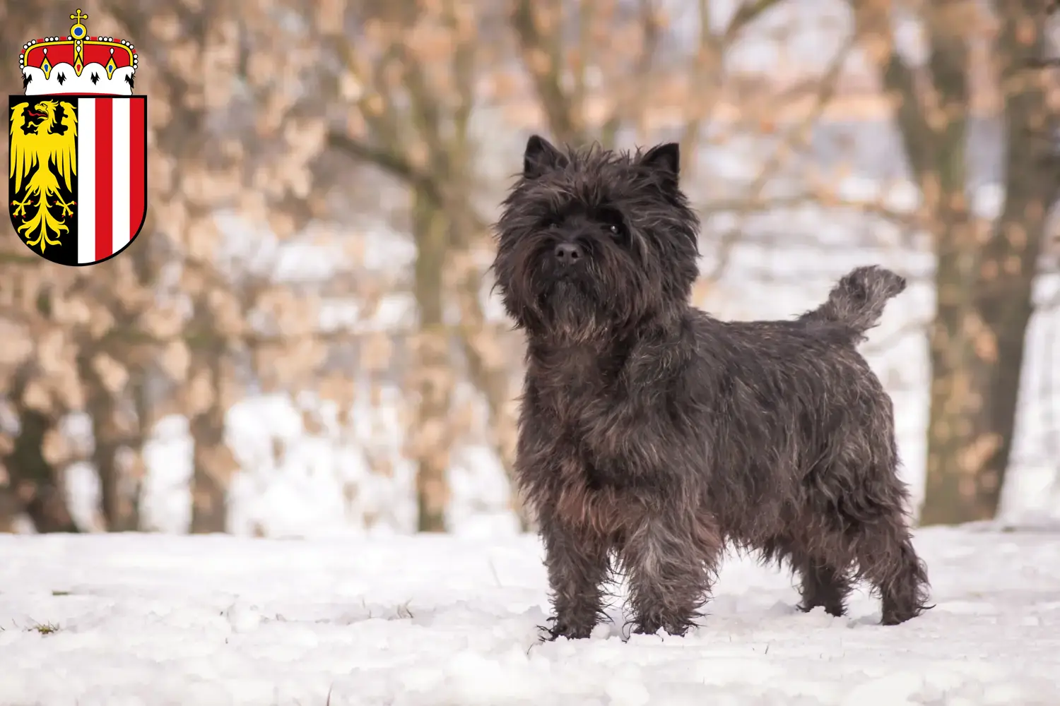 Cairn Terrier Welpen und Züchter Oberösterreich Hier findest Du Cairn Terrier Züchter in Oberösterreich.