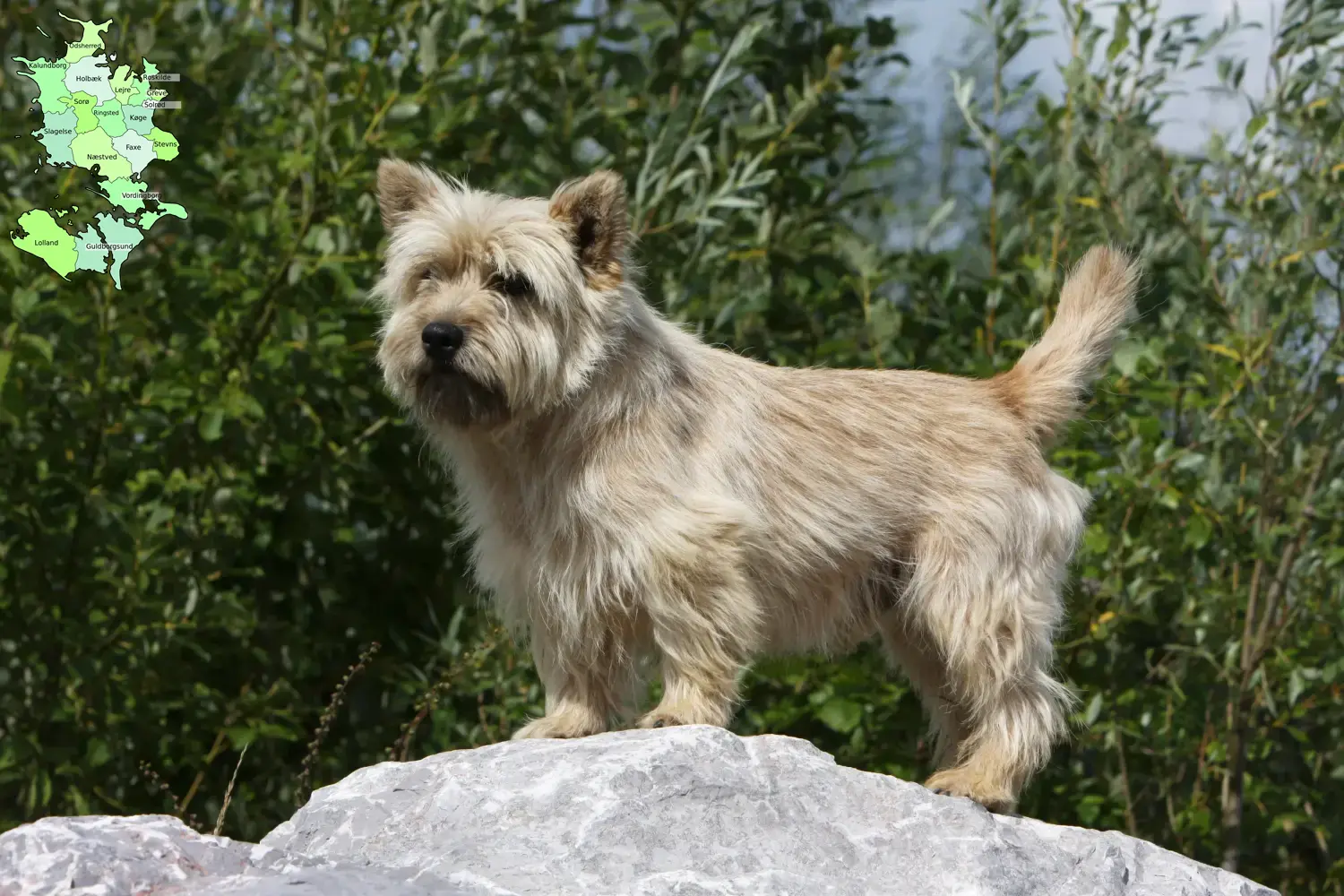 Cairn Terrier Welpen und Züchter Sjælland Hier findest Du Cairn Terrier Züchter in Sjælland.