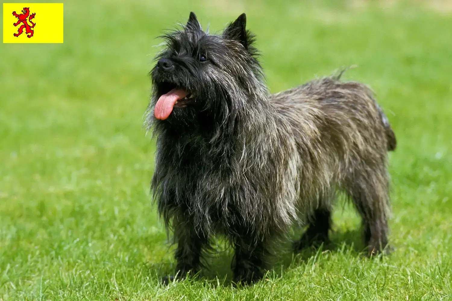Cairn Terrier Welpen und Züchter Südholland Hier findest Du Cairn Terrier Züchter in Südholland.