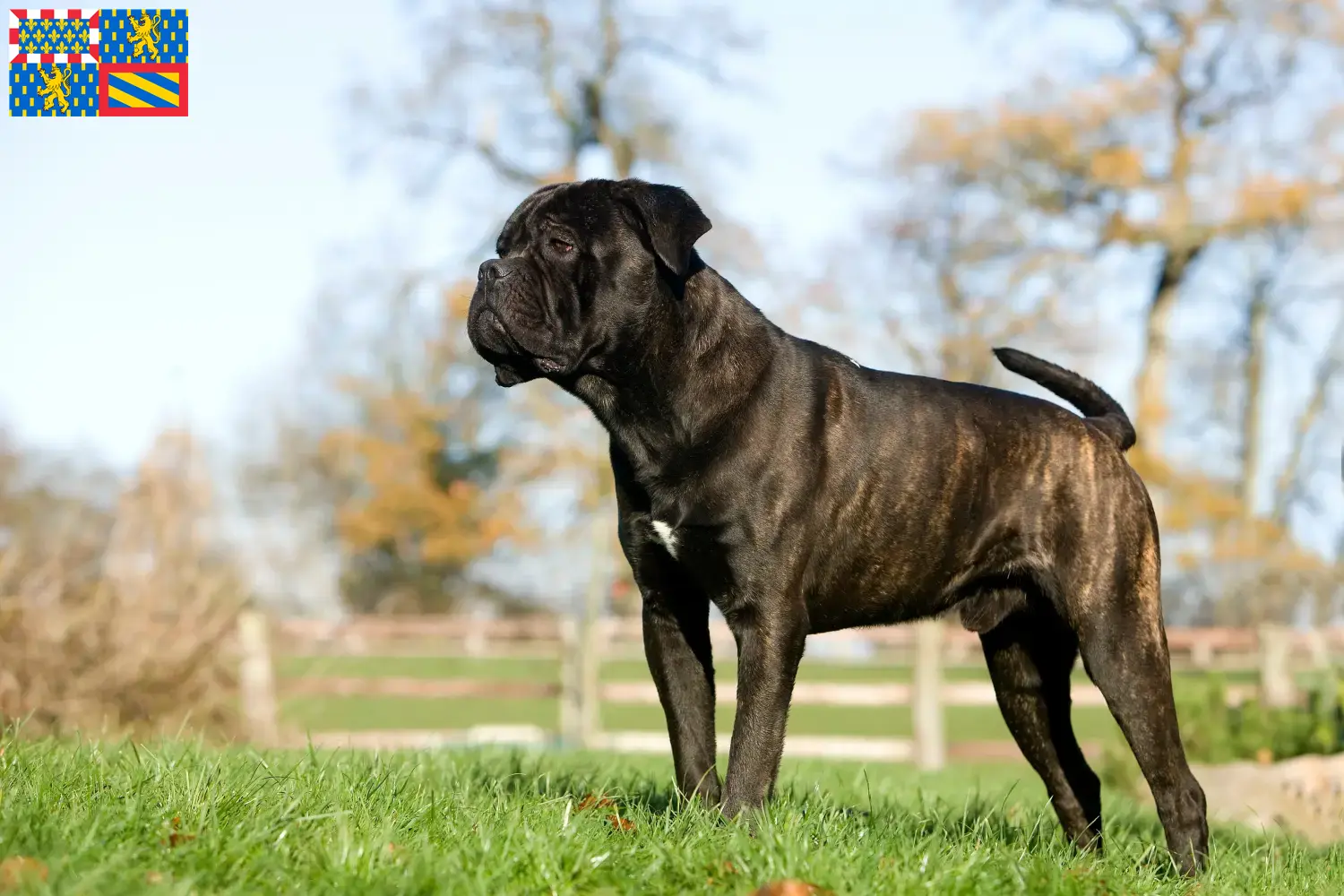 Cane Corso Italiano Welpen und Züchter Bourgogne-Franche-Comté Hier findest Du Cane Corso Italianos Züchter in Bourgogne-Franche-Comté.