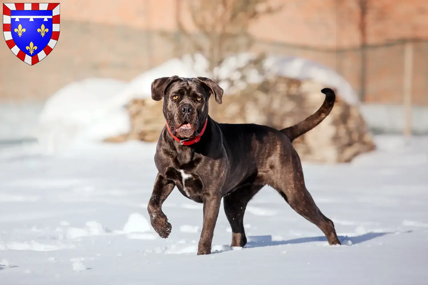 Cane Corso Italiano Welpen und Züchter Centre-Val de Loire Hier findest Du Cane Corso Italianos Züchter in Centre-Val de Loire.