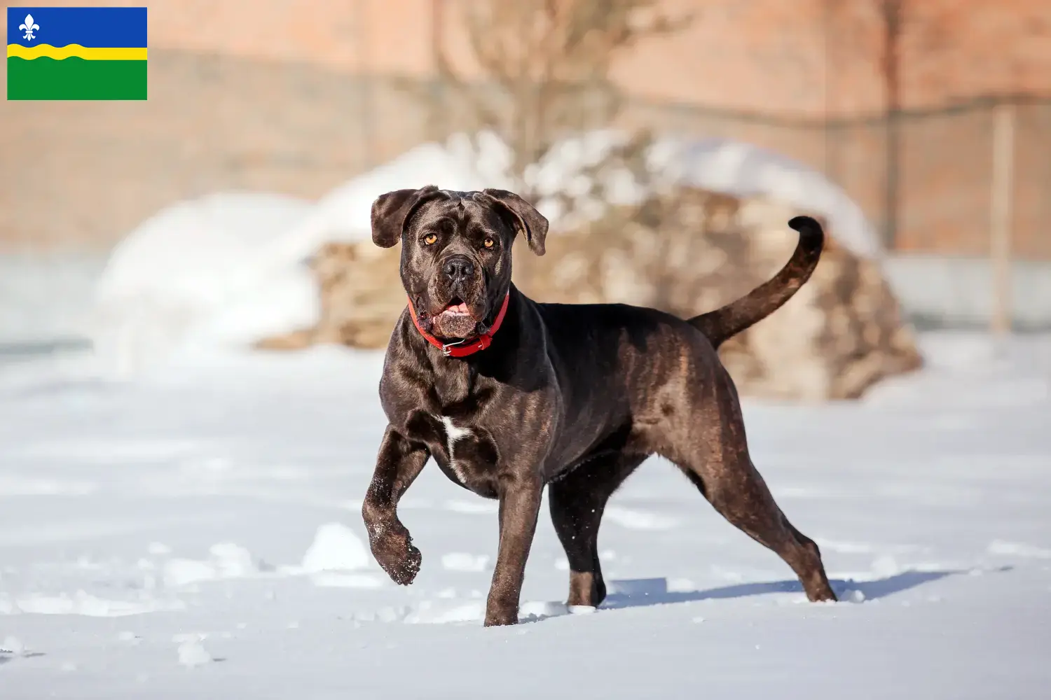 Cane Corso Italiano Welpen und Züchter Flevoland Hier findest Du Cane Corso Italianos Züchter in Flevoland.