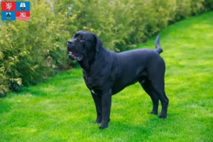Mehr über den Artikel erfahren Cane Corso Italiano Züchter und Welpen in Karlsbad