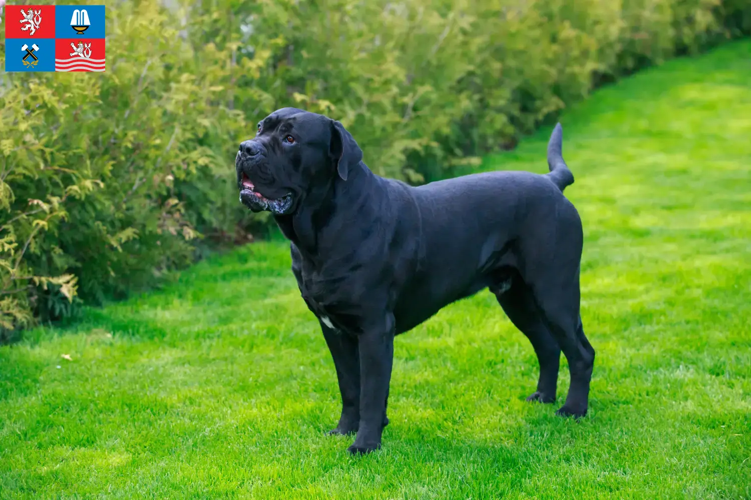 Cane Corso Italiano Welpen und Züchter Karlsbad Hier findest Du Cane Corso Italianos Züchter in Karlsbad.