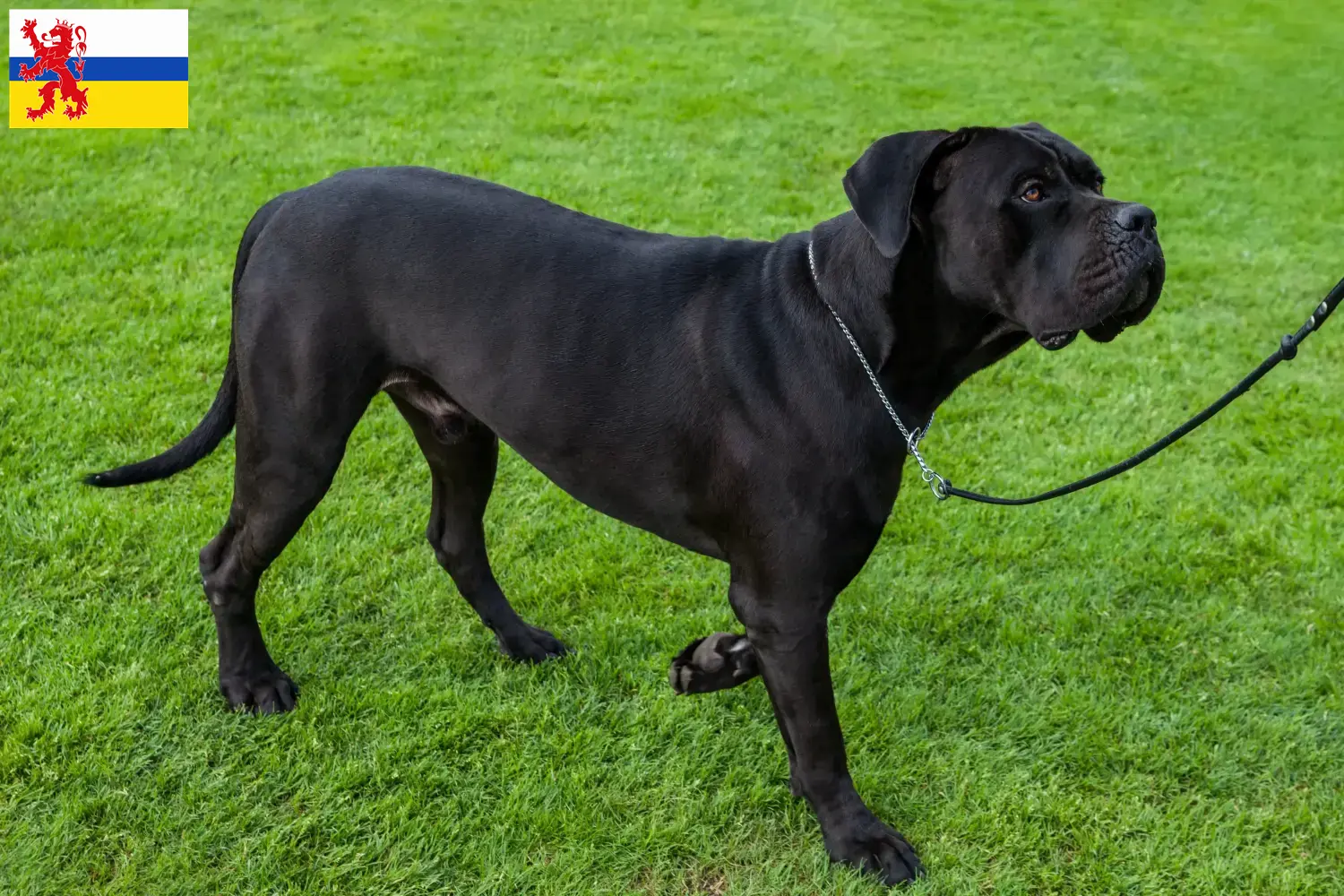 Cane Corso Italiano Welpen und Züchter Limburg Hier findest Du Cane Corso Italianos Züchter in Limburg.