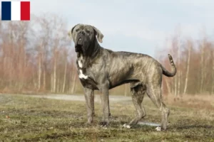 Mehr über den Artikel erfahren Cane Corso Italiano Züchter und Welpen in Martinique