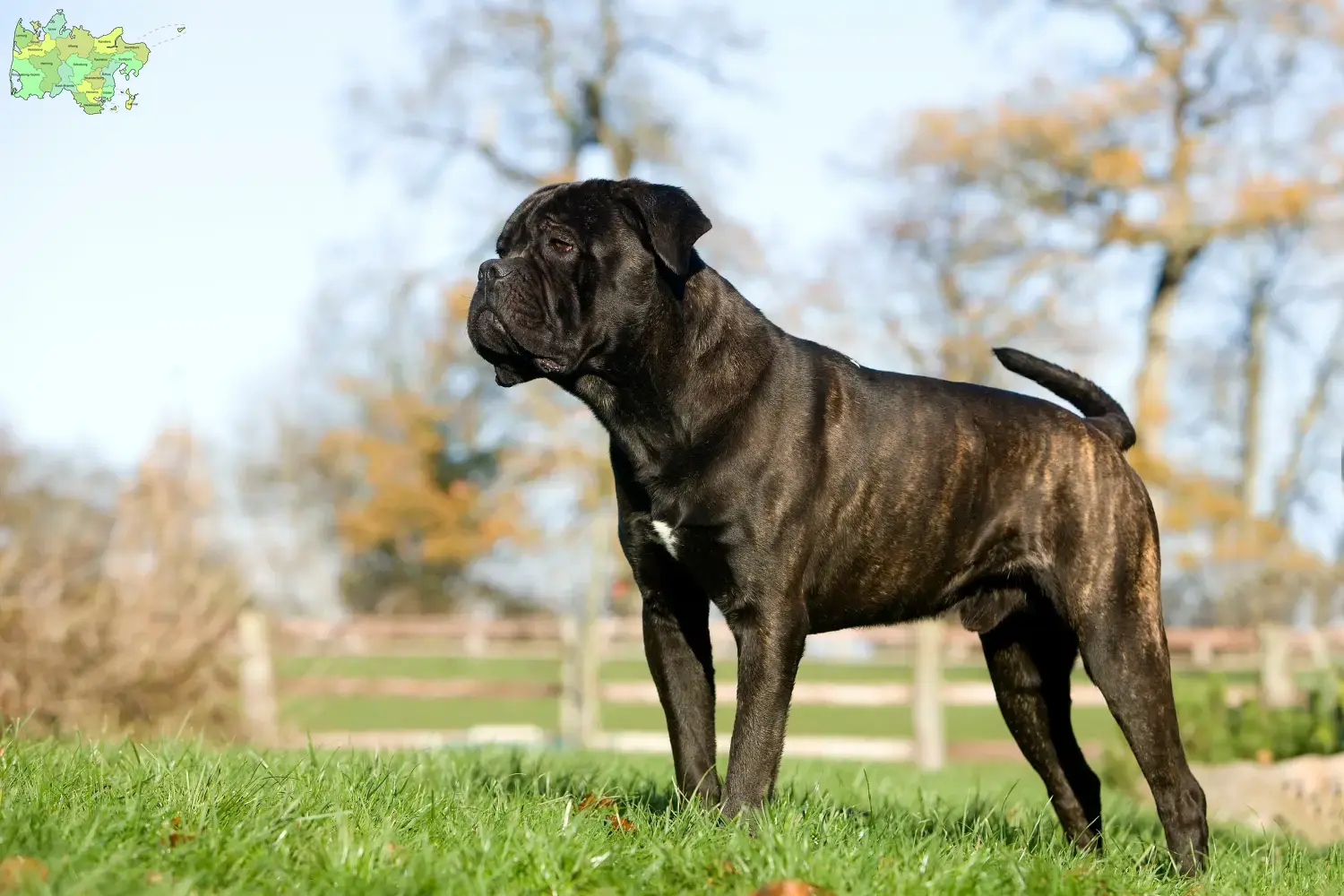 Cane Corso Italiano Welpen und Züchter Midtjylland Hier findest Du Cane Corso Italianos Züchter in Midtjylland.