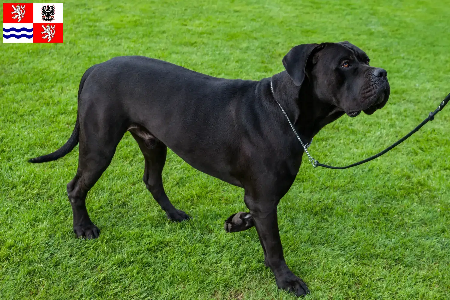 Cane Corso Italiano Welpen und Züchter Mittelböhmen Hier findest Du Cane Corso Italianos Züchter in Mittelböhmen.