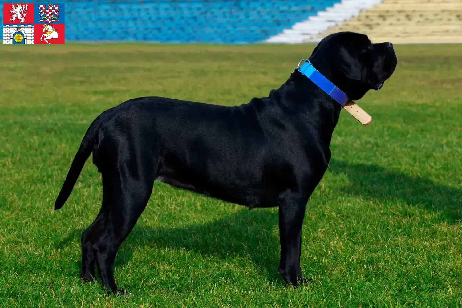 Cane Corso Italiano Welpen und Züchter Pardubice Hier findest Du Cane Corso Italianos Züchter in Pardubice.