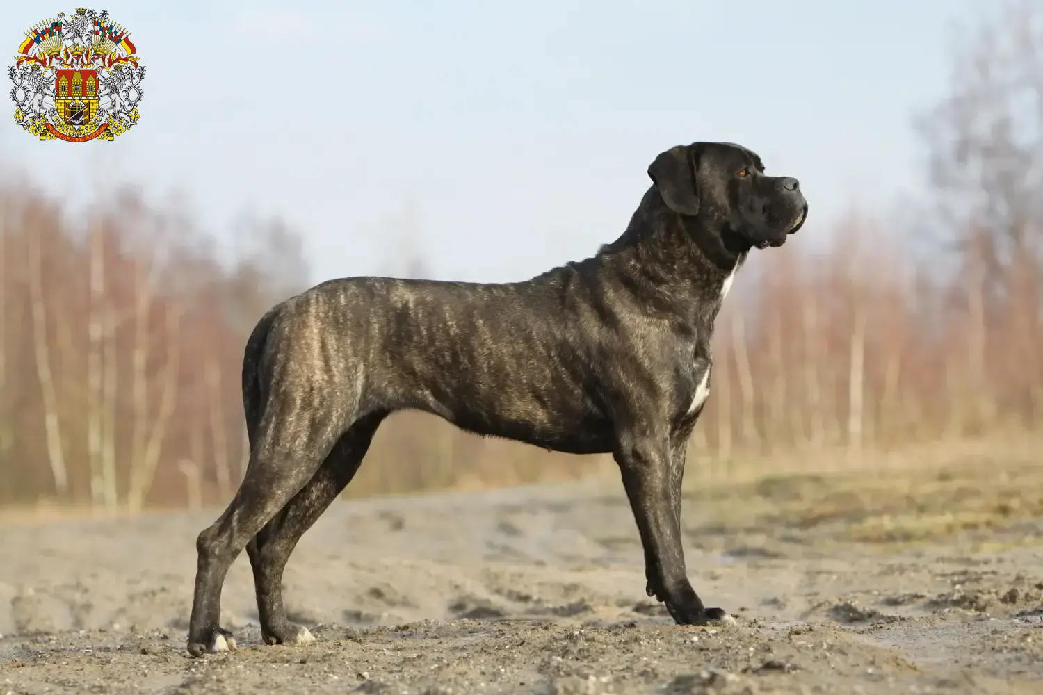 Cane Corso Italiano Welpen und Züchter Prag Hier findest Du Cane Corso Italianos Züchter in Prag.