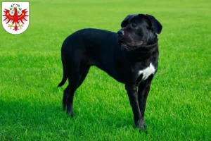 Mehr über den Artikel erfahren Cane Corso Italiano Züchter und Welpen in Tirol