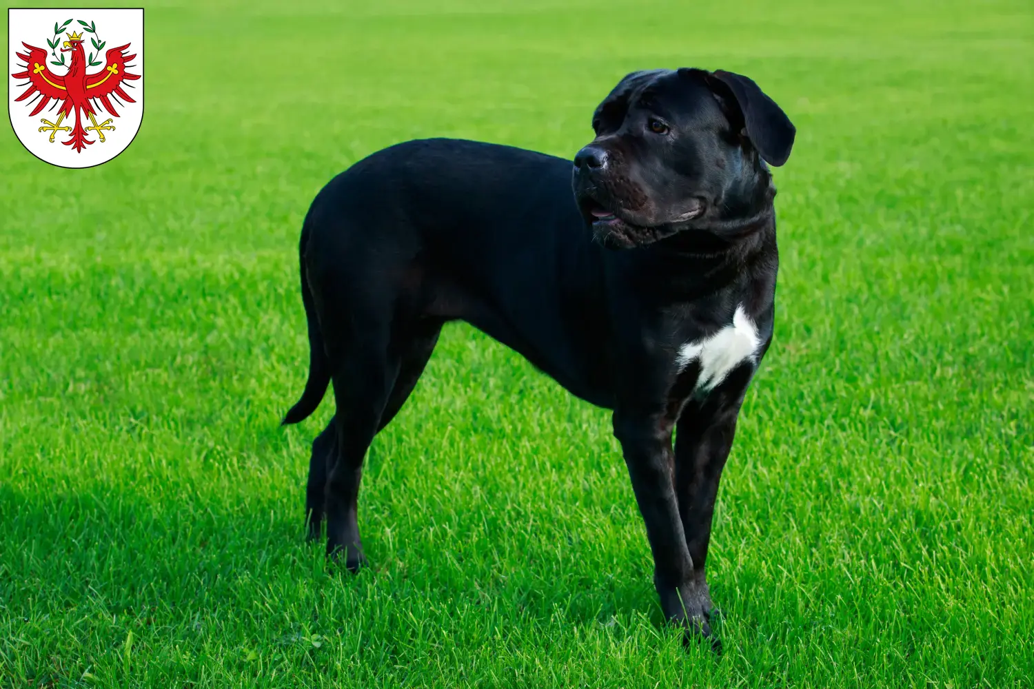 Cane Corso Italiano Welpen und Züchter Tirol Hier findest Du Cane Corso Italianos Züchter in Tirol.