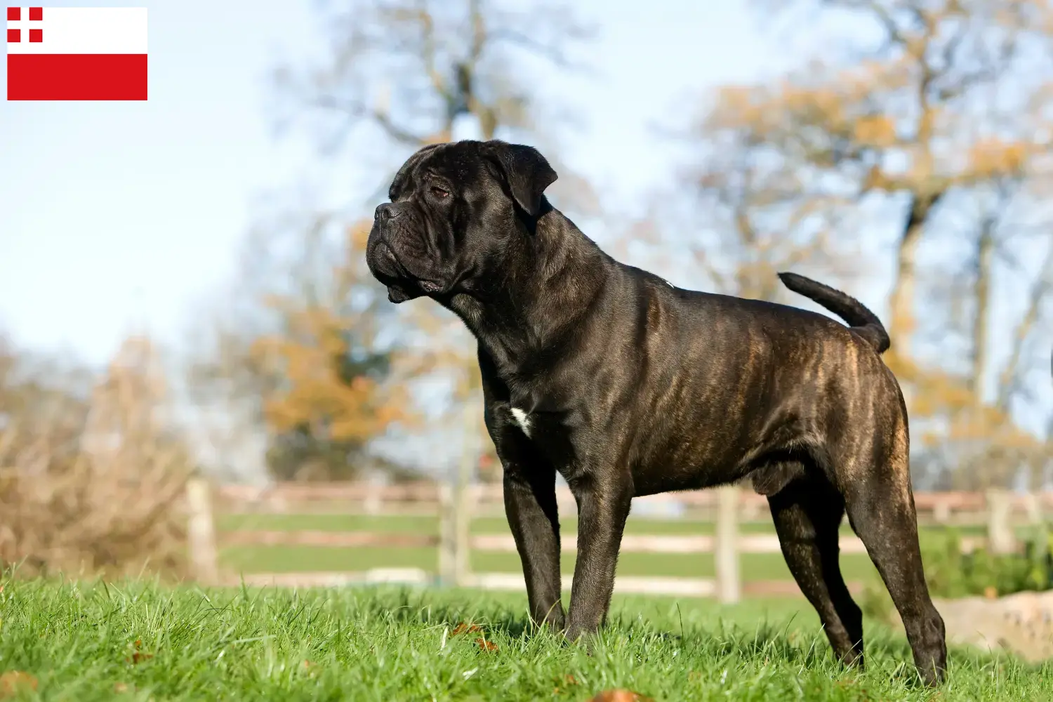 Cane Corso Italiano Welpen und Züchter Utrecht Hier findest Du Cane Corso Italianos Züchter in Utrecht.