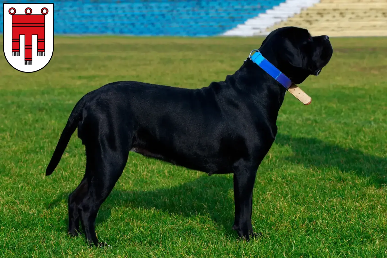 Cane Corso Italiano Welpen und Züchter Vorarlberg Hier findest Du Cane Corso Italianos Züchter in Vorarlberg.