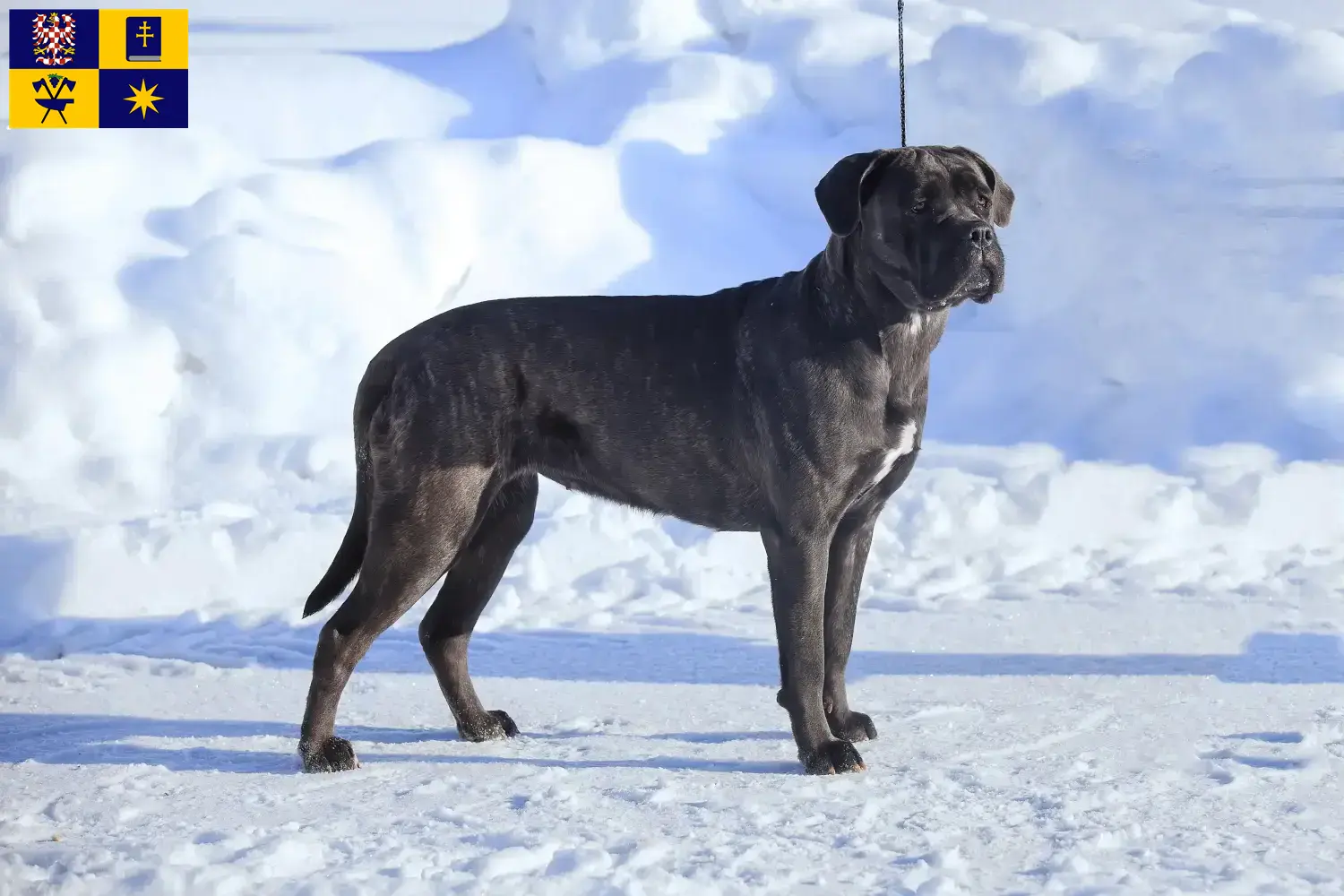 Cane Corso Italiano Welpen und Züchter Zlín Hier findest Du Cane Corso Italianos Züchter in Zlín.