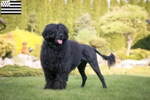 Mehr über den Artikel erfahren Cão de Agua português Züchter und Welpen in der Bretagne