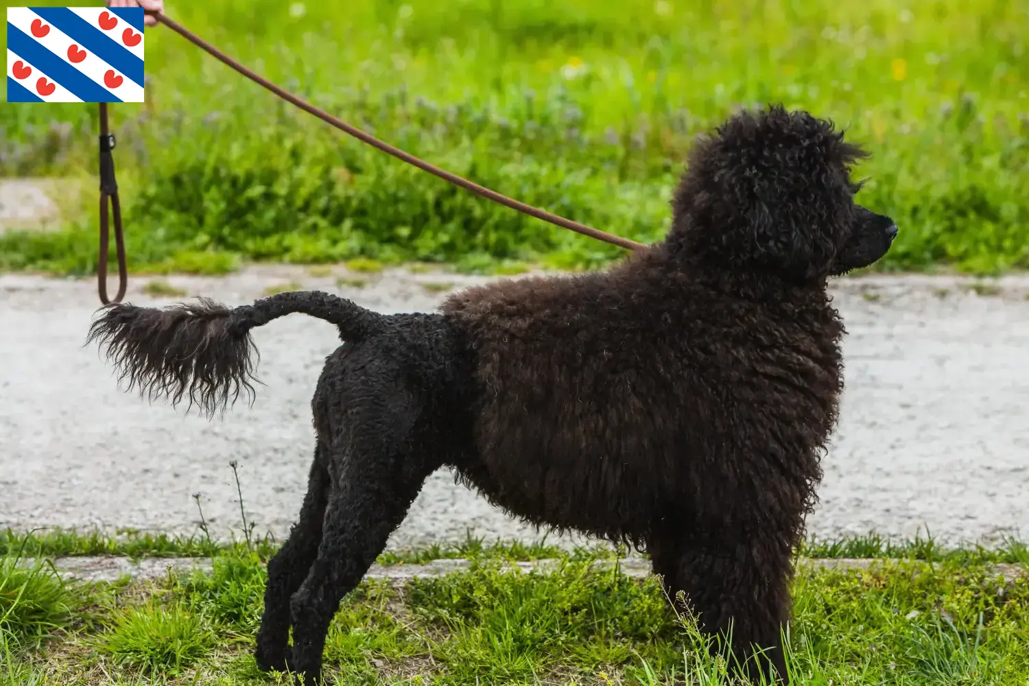 Cão de Agua português Welpen und Züchter Friesland Hier findest Du Cão de Agua português Züchter in Friesland.
