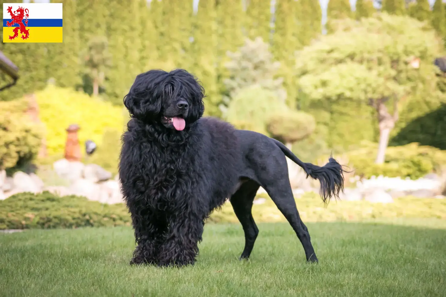 Cão de Agua português Welpen und Züchter Limburg Hier findest Du Cão de Agua português Züchter in Limburg.