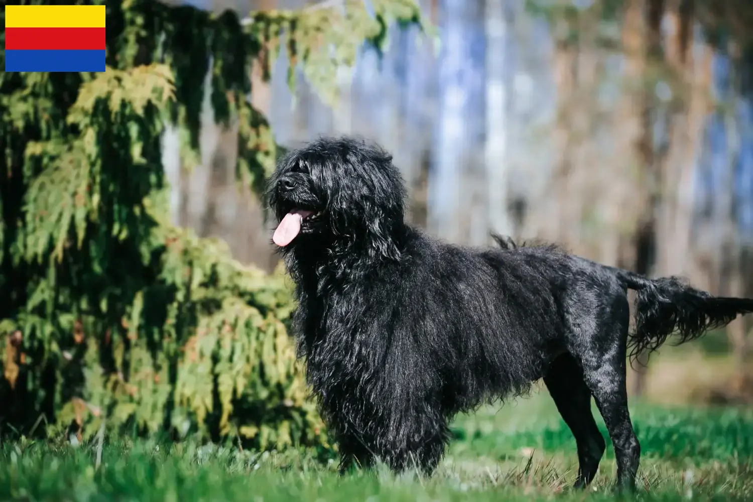 Cão de Agua português Welpen und Züchter Nordholland Hier findest Du Cão de Agua português Züchter in Nordholland.