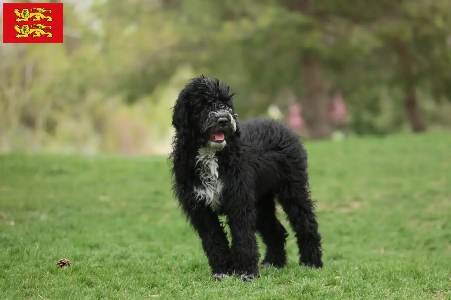Cão de Agua português Welpen und Züchter Normandie Hier findest Du Cão de Agua português Züchter in der Normandie.