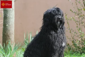 Mehr über den Artikel erfahren Cão de Agua português Züchter und Welpen in Okzitanien