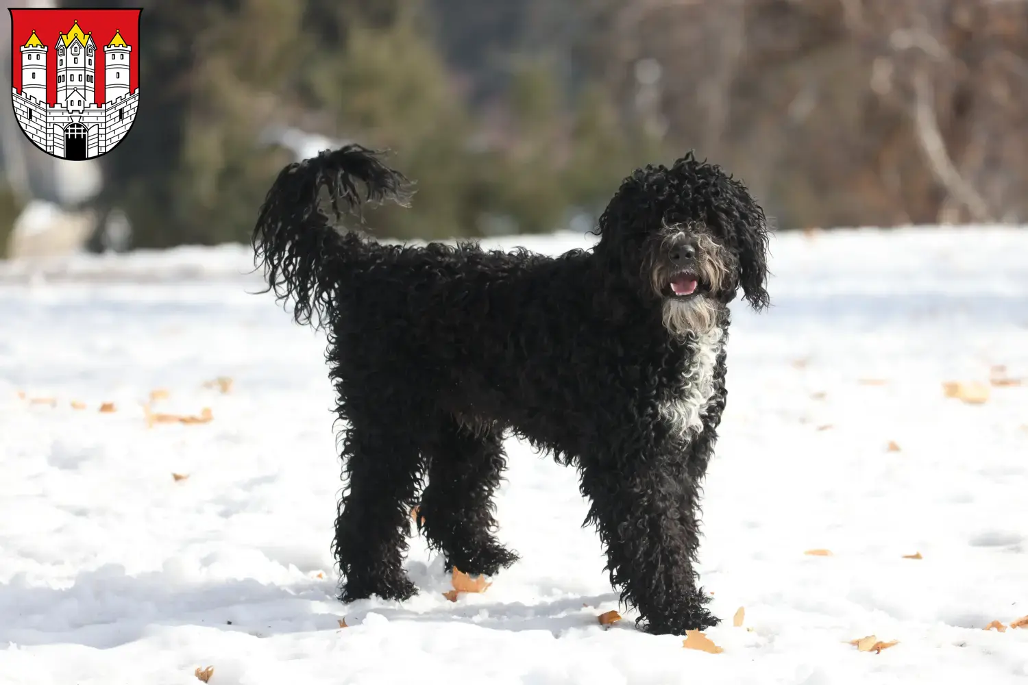 Cão de Agua português Welpen und Züchter Salzburg Hier findest Du Cão de Agua português Züchter in Salzburg.