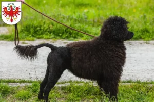Mehr über den Artikel erfahren Cão de Agua português Züchter und Welpen in Tirol