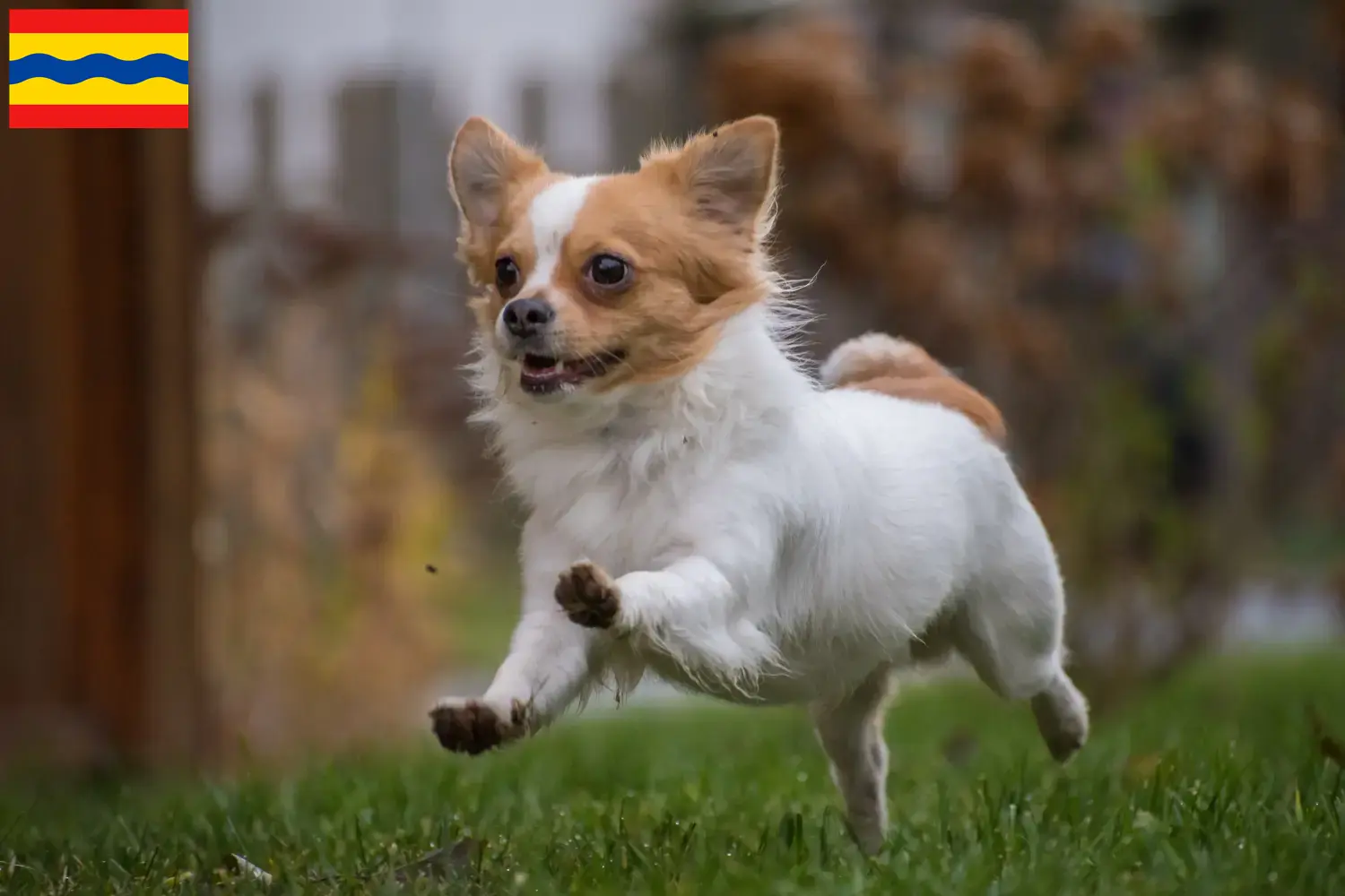 Chihuahua Welpen und Züchter Overijssel Hier findest Du Chihuahuas Züchter in Overijssel.